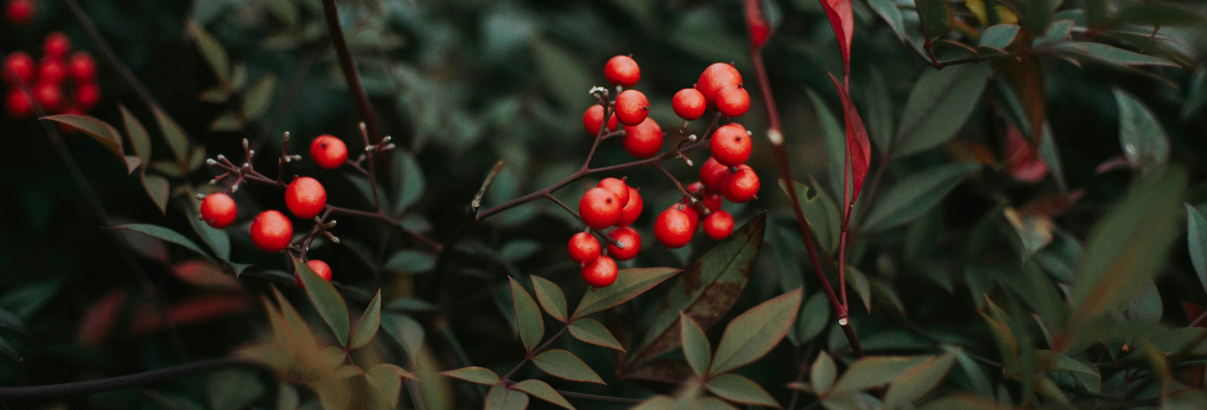 Truthfultalksainanadalcapcalera