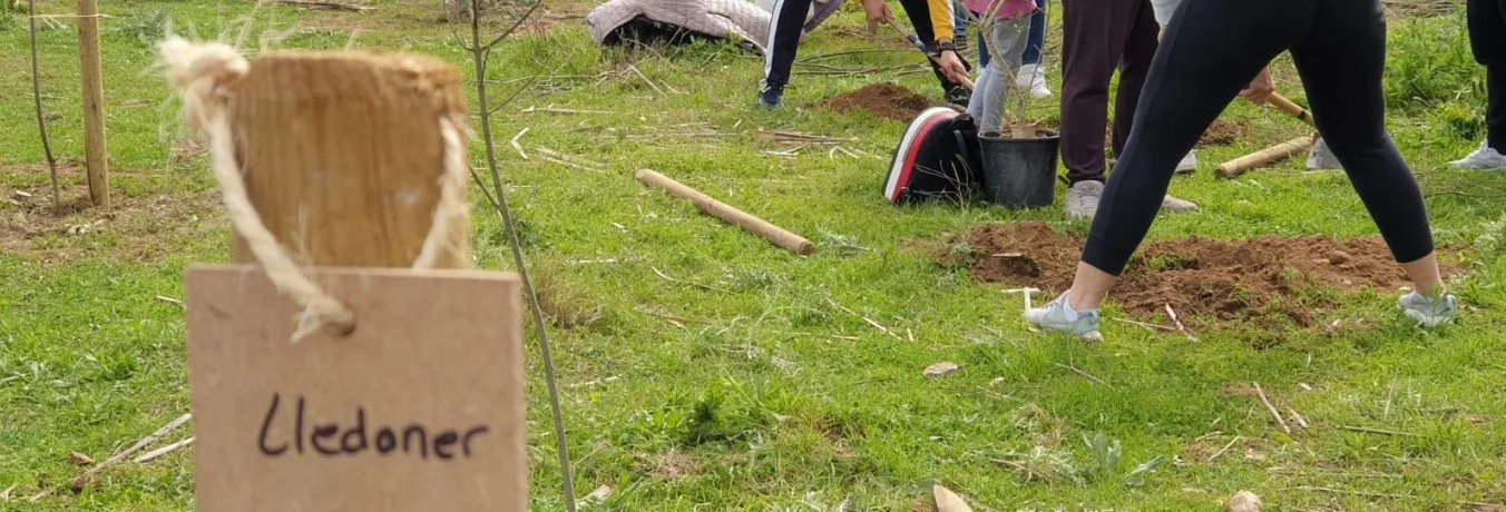 Plantació d'arbres Splau